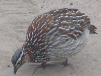 Harlequin Quail Harlequin Quail